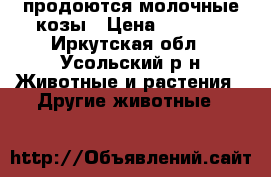  продоются молочные козы › Цена ­ 8 000 - Иркутская обл., Усольский р-н Животные и растения » Другие животные   
